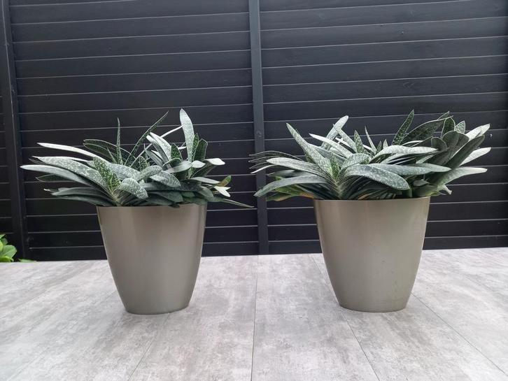 2 vetplanten in identieke ovale bronskleurige elho potten, Huis en Inrichting, Kamerplanten, Minder dan 100 cm, Halfschaduw, Ophalen of Verzenden