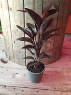 Kamerplant Cordyline fruticosa 'Mambo', Ophalen, Halfschaduw, Minder dan 100 cm