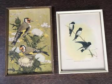 2x vogels - Distelvinken gesigneerd - Delichon Nipalensis beschikbaar voor biedingen