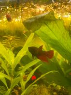 Jonge betta man, Dieren en Toebehoren, Vissen | Aquariumvissen, Vis