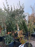 Rustieke olijf bomen ongeveer 6 st nu prijs van 75.- tot 125, Tuin en Terras, 100 tot 250 cm, Olijfboom, Zomer, Ophalen