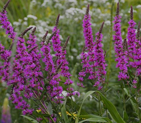 Kattenstaart, Tuin en Terras, Planten | Tuinplanten, Vaste plant, Vijverplanten, Volle zon, Zomer, Ophalen of Verzenden
