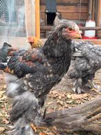 Goed huisje gezocht 2 knappe brahma hanen, Dieren en Toebehoren, Pluimvee, Mannelijk, Kip