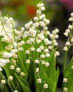 Lelietjes van Dale / Convallaria majalis, Ophalen, Bodembedekkers, Vaste plant, Halfschaduw
