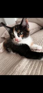 kitten, Dieren en Toebehoren, Katten en Kittens | Overige Katten, Kater