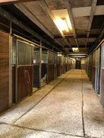 Pensionstalling aangeboden nabij Purmerbos, Dieren en Toebehoren, Stalling en Weidegang