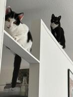 Een kater en een poes incl. toebehoren, Dieren en Toebehoren, Katten en Kittens | Overige Katten, Meerdere dieren, Kortharig, 0 tot 2 jaar