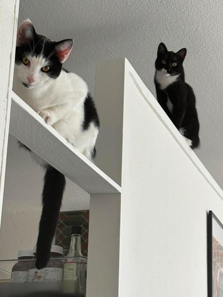 Een kater en een poes incl. toebehoren, Dieren en Toebehoren, Katten en Kittens | Overige Katten, Kortharig, Meerdere dieren, 0 tot 2 jaar