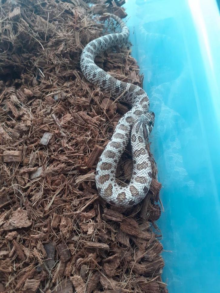 1.0 heterodon nasicus wk 66% het albino
