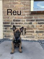 Mechelse herder pup, Rabiës (hondsdolheid), Reu, 8 tot 15 weken, Eén hond