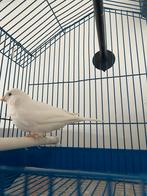 Witte man kanaries ik zoek, Dieren en Toebehoren, Mannelijk, Kleurkanarie