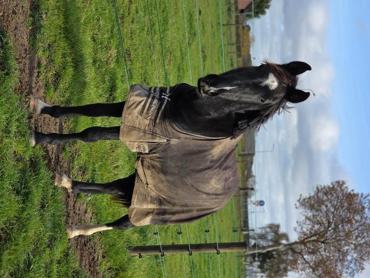 Super bewegende 3 jarige D. scherp geprijsd zie advertentie, Dieren en Toebehoren, Pony's, Hengst, Onbeleerd, D pony (1.37m tot 1.48m)