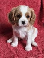 Prachtige cavalier king charles pup LAATSTE TEEFJE, Dieren en Toebehoren, Honden | Retrievers, Spaniëls en Waterhonden, 8 tot 15 weken
