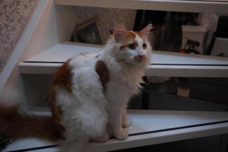 Te lieve knappe kater zoekt ️️️️️huisje, Dieren en Toebehoren, Katten en Kittens | Overige Katten, Kater