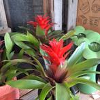Bromelia planten  2 v €6,-, Huis en Inrichting, Ophalen, Overige soorten, Minder dan 100 cm