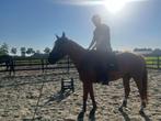 Bijrijdster / bijrijder aangeboden, Dieren en Toebehoren, Paarden en Pony's | Verzorgingsproducten, Ophalen of Verzenden