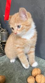 Kittens! vrouwtjes/mannetje, Dieren en Toebehoren, Meerdere dieren