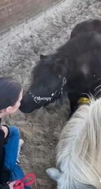VERZORG SHETLANDER GEZOCHT/ VERZORGER AANGEBODEN, Ophalen of Verzenden, Overige soorten