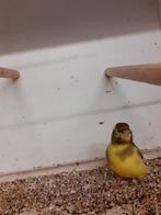 mooie bonte man, Dieren en Toebehoren, Vogels | Kanaries, Mannelijk, Zangkanarie