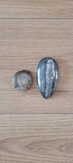 2 fossielstenen, Ophalen of Verzenden, Fossiel