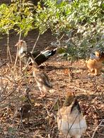 Loopeenden, Dieren en Toebehoren, Meerdere dieren, Eend