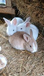 Jonge konijnen, Dieren en Toebehoren, Konijnen, Meerdere dieren, Groot, 0 tot 2 jaar