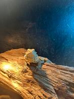 Baardagame vrouw / Pogona vitticeps, Hagedis, Tam, 0 tot 2 jaar