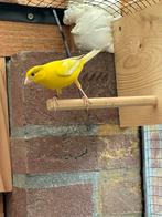 Raza Espagnola man 2025, Dieren en Toebehoren, Mannelijk, Kleurkanarie