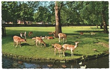 910525 Valkenburg Hertenkamp 1965 Gelopen met Postzegel beschikbaar voor biedingen