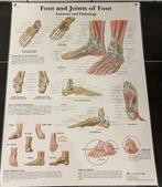Geplastificeerde poster anatomie van de voet, Ophalen, Rechthoekig Staand, Zo goed als nieuw, A1 t/m A3