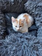 Te koop jong poesje., Dieren en Toebehoren, Katten en Kittens | Overige Katten, Poes, 0 tot 2 jaar