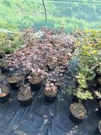 acer palmatum in soorten japanse esdoorn, Vaste plant, Bloeit niet, Halfschaduw, Ophalen