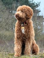 Oppas gezocht voor onze labradoodle van 10 maanden, Diensten en Vakmensen, Dieren | Honden | Verzorging, Oppas en Les, Particuliere oppas