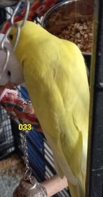 Split blackface, Mannelijk, Parkiet, Geringd