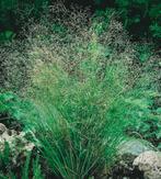 Agrostis Nebulosa | Wolkengras | Chemievrij | P9, Volle zon, Vaste plant, Siergrassen, Ophalen of Verzenden