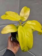 Philodendron Lemon Lime p12, Huis en Inrichting, Kamerplanten, Ophalen of Verzenden