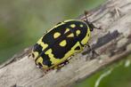 Larven van Pachnoda fissipuncta kevers., Dieren en Toebehoren