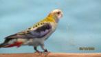 blauwwang  rosella, s, Dieren en Toebehoren, Meerdere dieren, Parkiet
