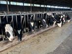 Koppel kalfvaarzen / drachtige vaarzen, Dieren en Toebehoren, Vrouwelijk, 0 tot 2 jaar