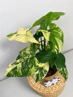 Syngonium Aurea P14 - Sellers Choice, Ophalen of Verzenden, Overige soorten, Minder dan 100 cm