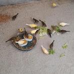 Kanaries, Dieren en Toebehoren, Vogels | Kanaries, Mannelijk, Kleurkanarie