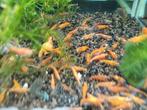Hobbyaquarium  Orange Sun garnalen, Kreeft, Krab of Garnaal, Zoetwatervis, Schoolvis