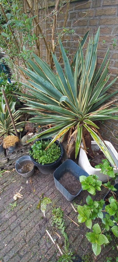 Yucca voor tuin yucca gloriosa variegata 120cm hoog, Tuin en Terras, Planten | Tuinplanten, Overige soorten, Volle zon, Zomer