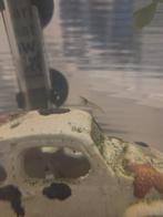 Garnalen, Kreeft, Krab of Garnaal, Zoetwatervis, Schoolvis