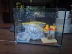 Aquarium glas / vissenkom 35x26x23cm compleet!, Dieren en Toebehoren, Vissen | Aquaria en Toebehoren, Ophalen, Zo goed als nieuw