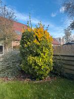 Bonte Japanse kardinaalsmuts, Tuin en Terras, Ophalen, Halfschaduw, Overige soorten, 100 tot 250 cm