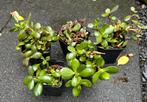 Crassula ovata - jadeplant stekken, Ophalen of Verzenden, Overige soorten, Minder dan 100 cm