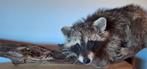 Opgezette jonge wasbeer (nieuw), Verzamelen, Dierenverzamelingen, Ophalen of Verzenden, Nieuw, Wild dier, Opgezet dier