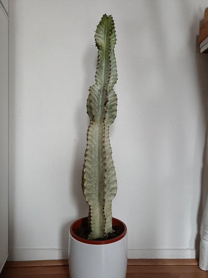 Euphorbia Ingens Variegata - 80cm - Inclusief Pot, Huis en Inrichting, Kamerplanten, Cactus, Minder dan 100 cm, Groene kamerplant
