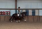‼️Schitterende zwarte ruwe 💎 diamant ‼️, Merrie, Gechipt, Dressuurpaard, Zadelmak